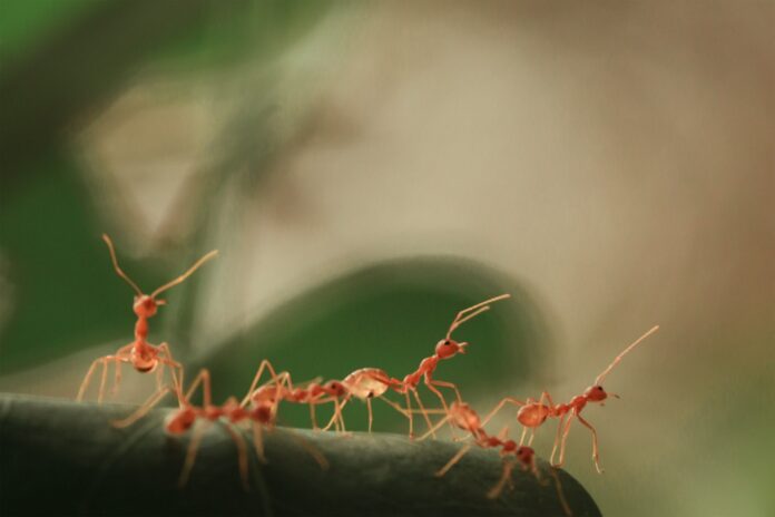 The Secret Language of Ants: Exploring the Intriguing World of Ant Communication